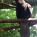 Black Parrot